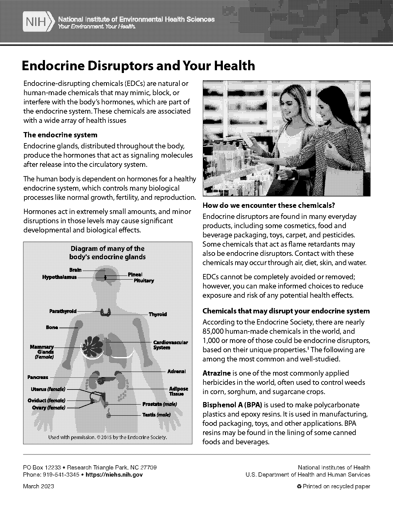 example of endocrine system response